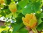 Preview: Liriodendron tulipifera - Amerikanischer Tulpenbaum